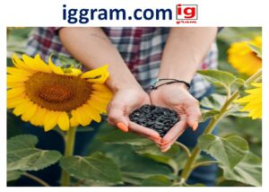 Unlock sunflower oil and its 8- benefits