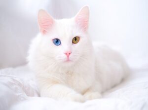 Turkish Angora cat