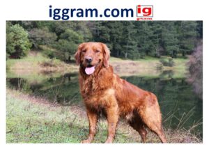 red golden retriever