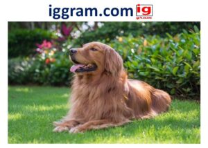 red golden retriever