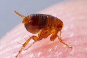 what does a flea look like