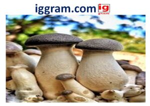 king oyster mushroom benefits