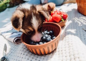 Are blackberries safe for dogs
