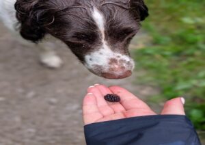 how many blackberries can dogs eat