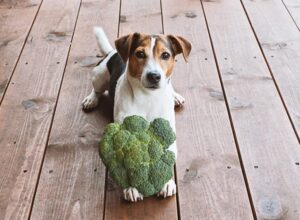 is broccoli safe for dogs