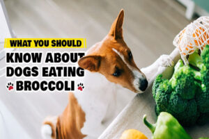 can dogs eat broccoli​