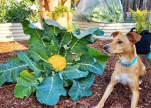 can dogs eat raw cauliflower