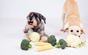 Is cauliflower good for dogs