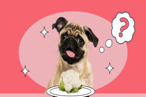 Can dogs eat cauliflower