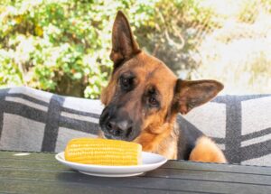 can dogs eat corn on the cob