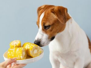corn for dogs