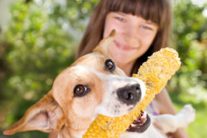 can dogs eat corn