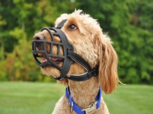dog muzzle