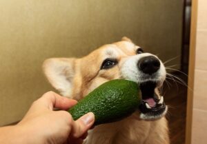 avocado for dogs