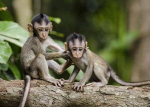 baby monkey behavior