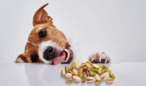 can dogs have pistachios