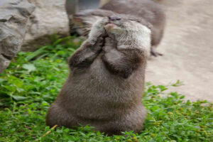 baby otter