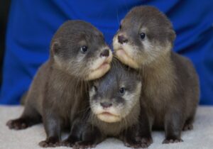 how baby otters survive