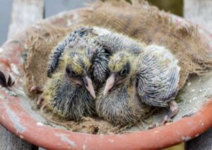 feeding baby pigeons