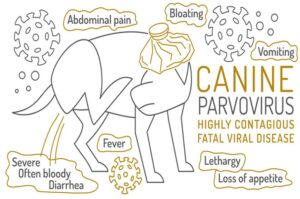 parvo virus in dogs