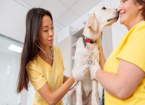 parvo symptoms in dogs