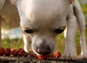 are raspberries safe for dogs