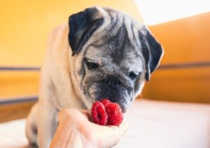 feeding raspberries to dogs