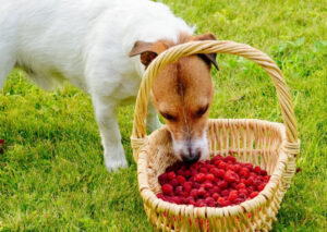 can dogs have raspberries