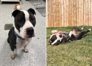 wilbur shelter dog adoption return
