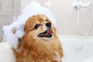 dog shampoo