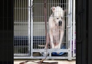 wilbur shelter dog adoption return