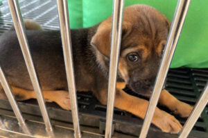 wilbur shelter dog adoption return