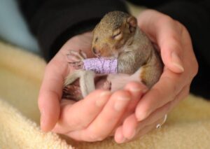 baby squirrel care
