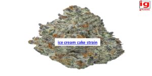 ice cream cake strain