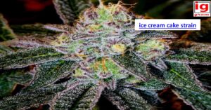 ice cream cake strain